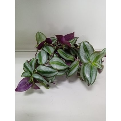 Zebrina previsnutá  Tradescantia zebrina Compacta