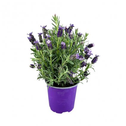 Levanduľa hlávkovitá 1,5l  Lavandula stoechas