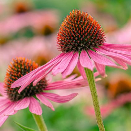 Trvalka Echinacea C1  Echinacea