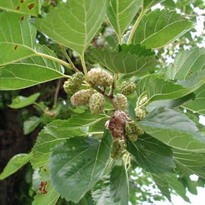 Moruša biela 2l  Morus alba