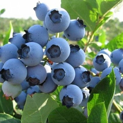 Čučoriedka Spartan 1,5l/2l