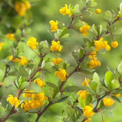 Dráč Krušpánolistý Nana P14 15/20  Berberis buxifolia Nana P14 15/20