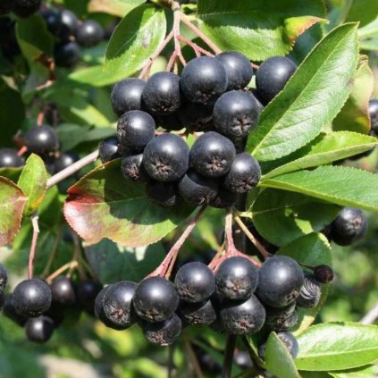 Aronia Nero k9