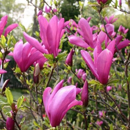 Magnolia  Susan 30-40cm 2,5l  Magnolia Susan