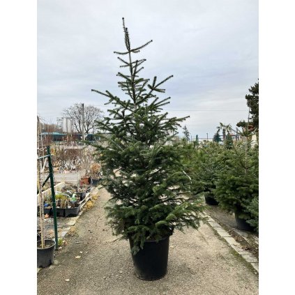 Jedľa kaukazká 175/200 cm  Abies nordmandia