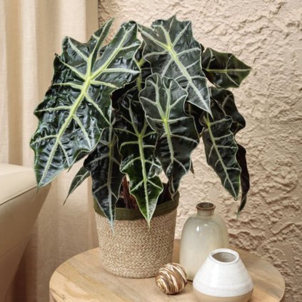 Alocasia Polly / alokázia