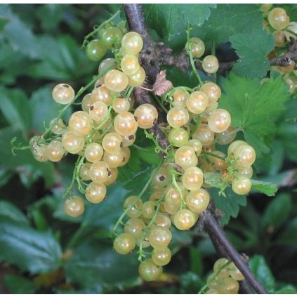 Ríbezľa biela Juteborgská, stromková, voľnokorenná  Ribes rubrum