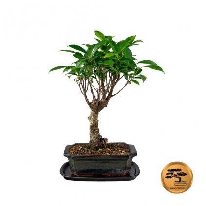 Bonsai Ficus maly 1