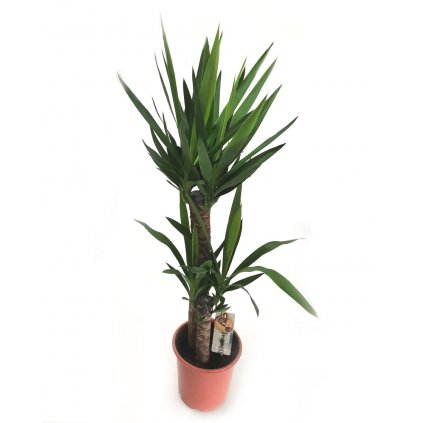 Yucca 80cm