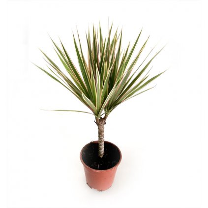 Dracena Bicolor