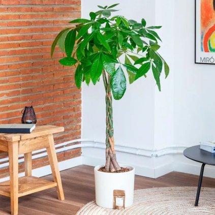 Pachira aquatica 60/75cm  Pachira aquatica