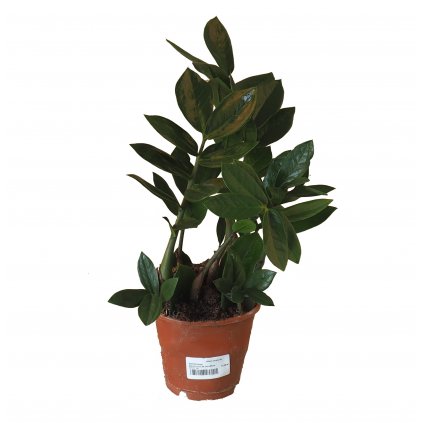 Zamiokulkas  Zamionculcas zamiifolia