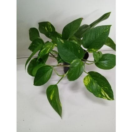 Potosovec Aureum  Epipremnum