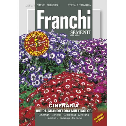 Starček Grandiflora zmes farieb osivo