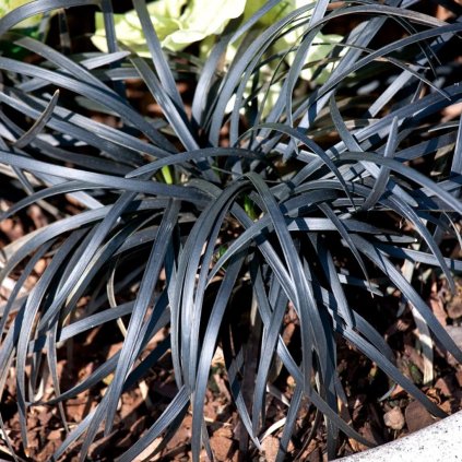 Tráva Bradník ´NIGER čierna tráva  Ophiopogon planiscapus nigrescens