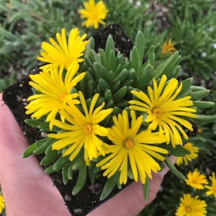 Poludňovka 'Nanum', v črepníku K9