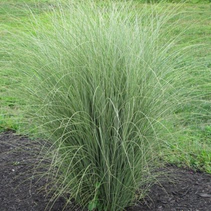 Tráva miscanthus C1