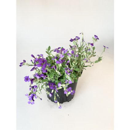 Tarička C1  Trvalka Aubrieta