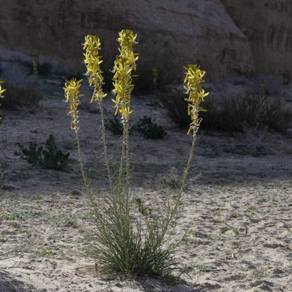 Trvalka Asfodelka C1  Asphodeline