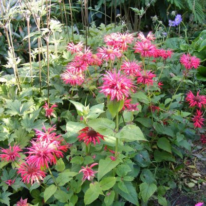 Trvalka Monarda C1  Monarda