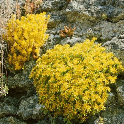 Trvalka rozchodník k9  Sedum