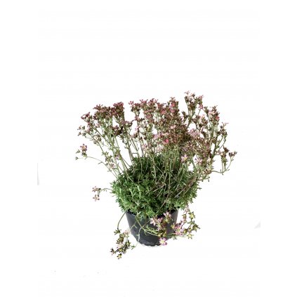 Lomikameň/ SaxifragaC1  Trvalka Saxifraga