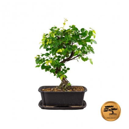 Bonsai Segrega╠ücia