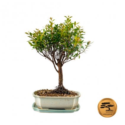 Bonsai Pimentovník 1