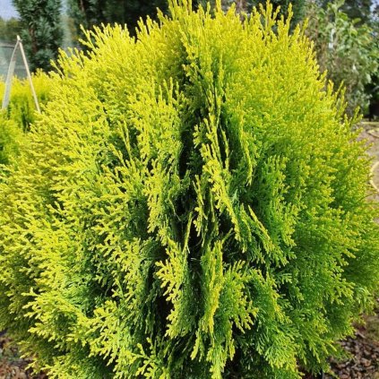 Tuja východná Aurea Nana 25/30  Platycladus thuja orientalis Aurea Nana 25/30 P17