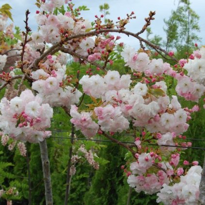 Čerešňa okrasná Shimidsu km 80cm P23  Prunus serr. Shimidsu km 80cm P23