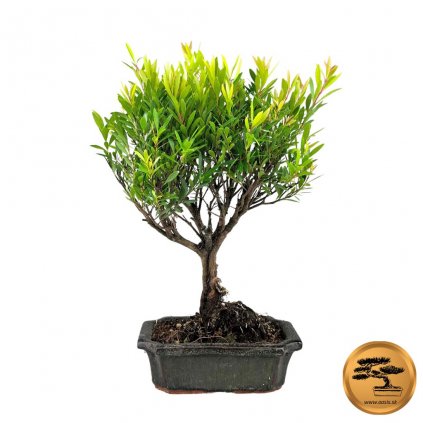 Bonsai Pimentovník  Bonsai Syzygium