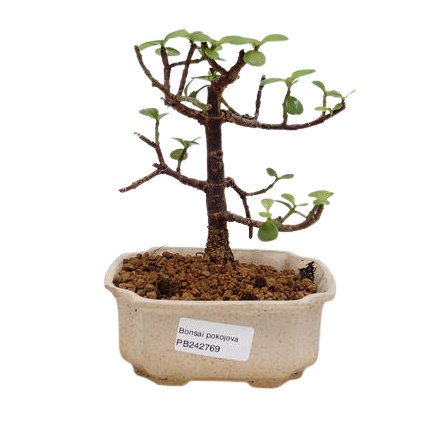 Bonsai Tučnolist  Bonsai Portulakaria Afra