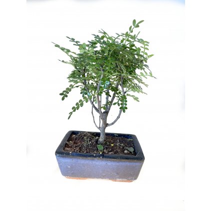 Bonsai Piepor  Bonsai Zantoxylum piperitum