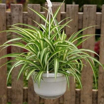 Chlorophytum Hangpot