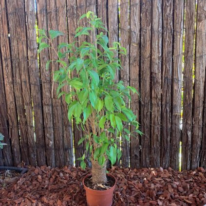 Fikus malolistý Natasja km  Ficus benjamina Natasja