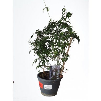 Jazmín mnohokvetý 30cm+  Jasminum polyanthum