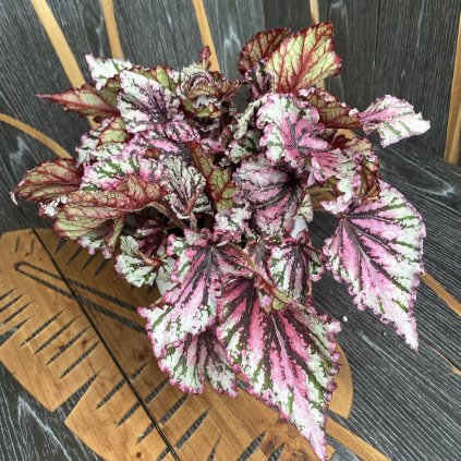 Begonia Blad Magic Colours Gemengd