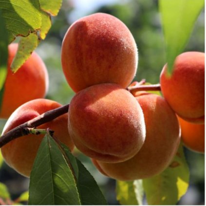 Broskyňa Sunhaven stredne skorá, voľnokorenná  Prunus persicia Redhaven