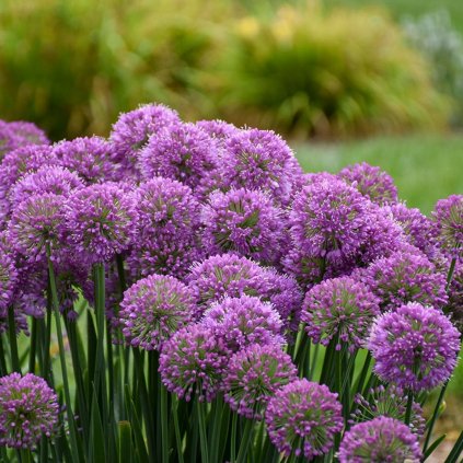 Cesnak okrasny C1  Allium