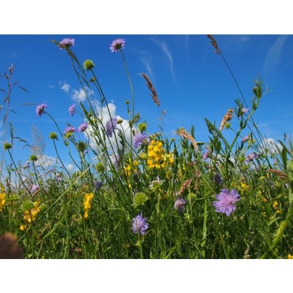 Osivo Chaluparska lúka 5-10m2, 10g