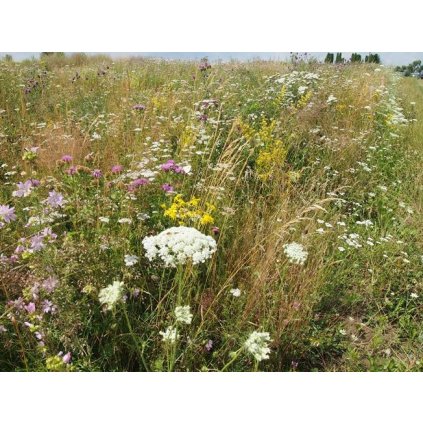 Osivo Lúka na výsušnú pôdu kvetová 5-10m2, 10g