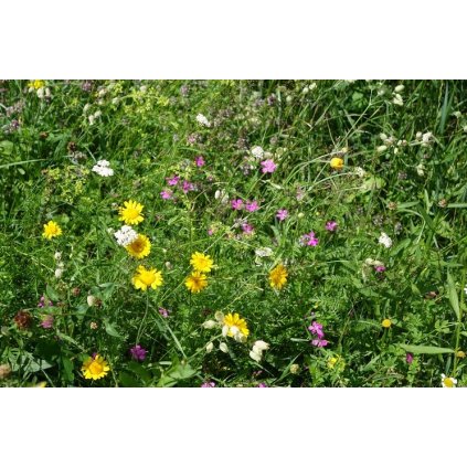 Osivo Suchá stráň 5-10m2, 10g