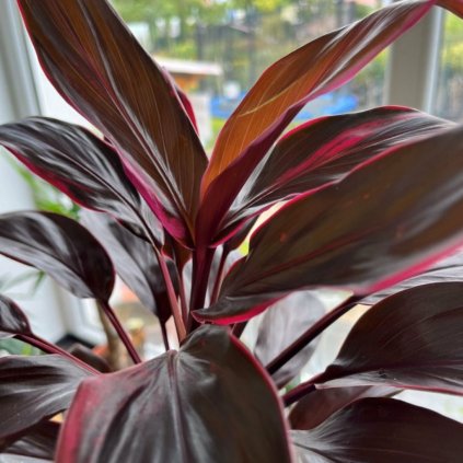 Cordyline furti mambo 33cm