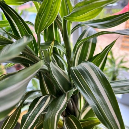 Dracena sand prepletaný kmeň 40cm