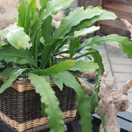 Epiphyllum beavertail (Opunciový kaktus)