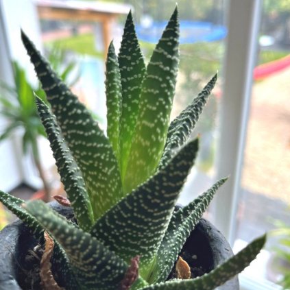 Haworthia mix keram. kvet.