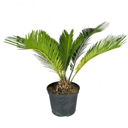 Cycas japonský 30-40cm  Cycas revoluta
