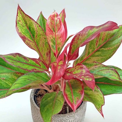 Aglaonema crete Decorum