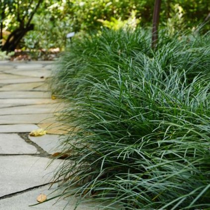 Ophiopogon zelený, v črepníku K9  Ophiopogon