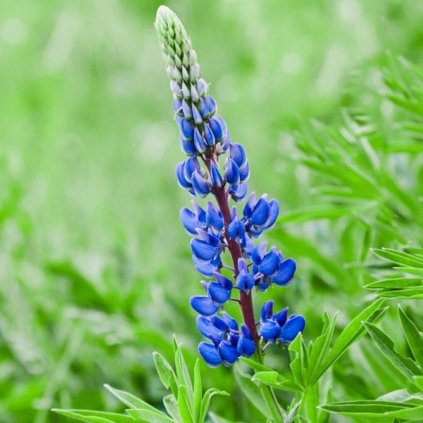 Trvalka Lupina C1 modrá  Lupinus angustifolia